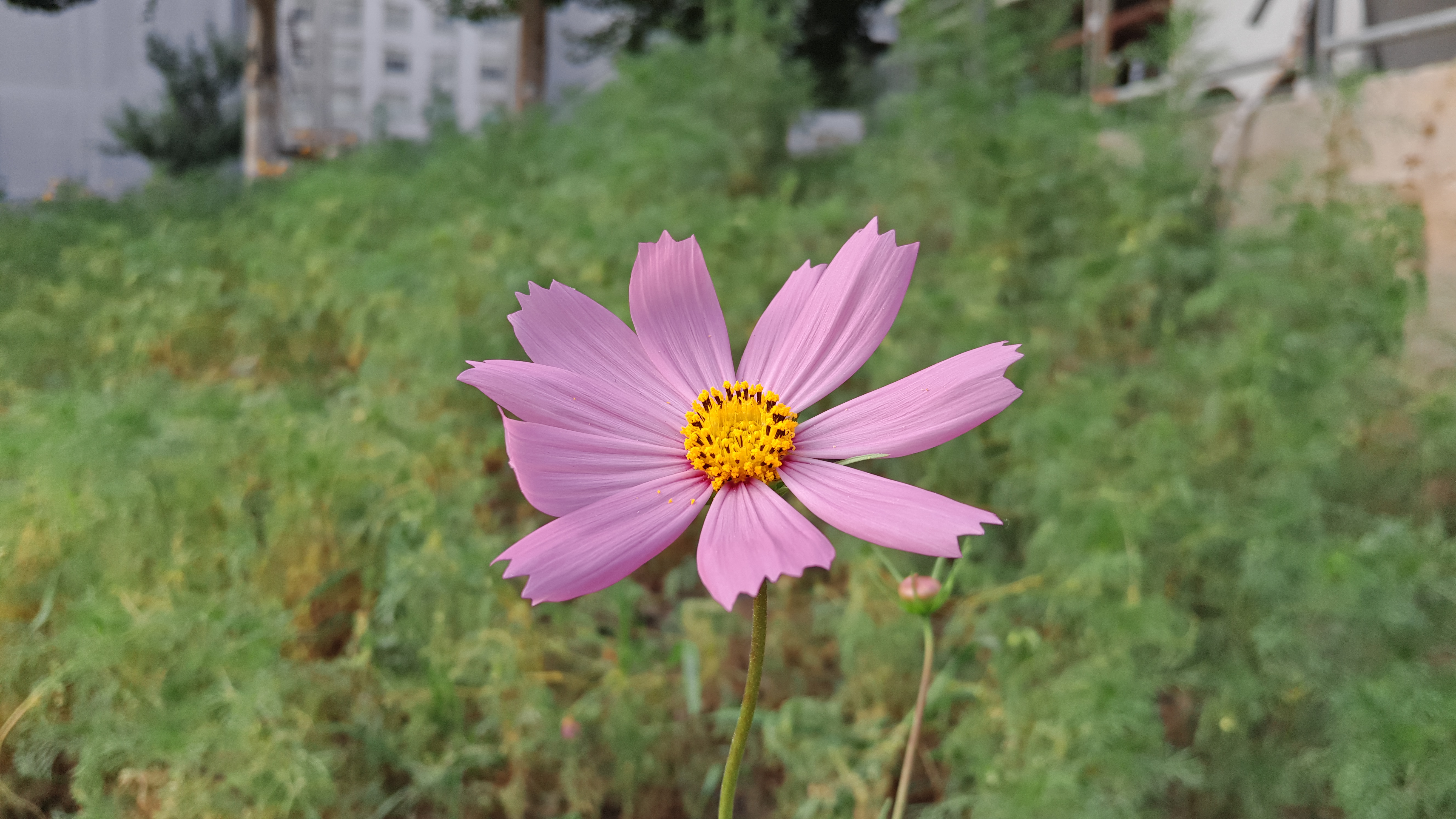 拍摄地点-沈阳市，五里河公园 第2张