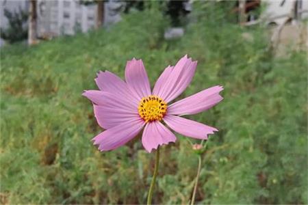 拍摄地点-沈阳市，五里河公园