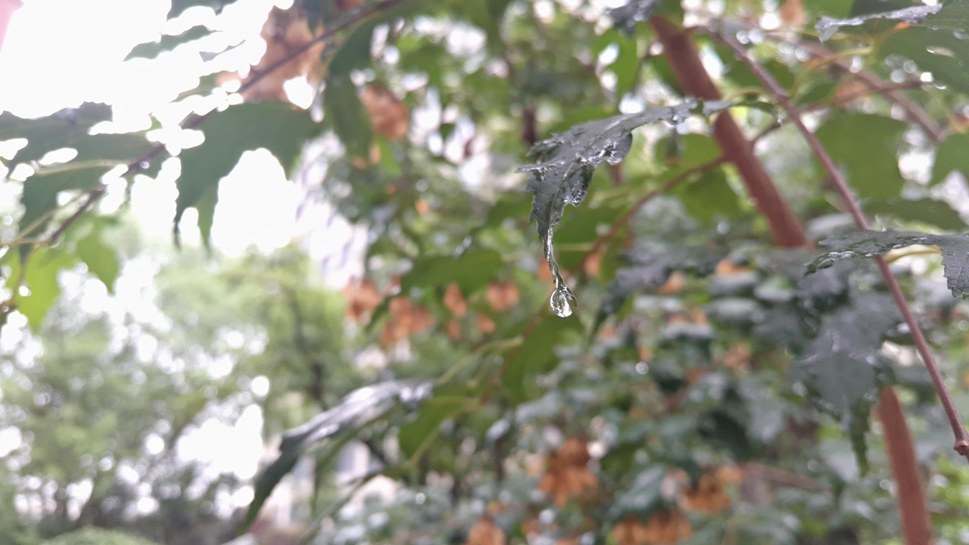 空山新雨后，天气晚来秋。 明月松间照，清泉石上流。 第2张